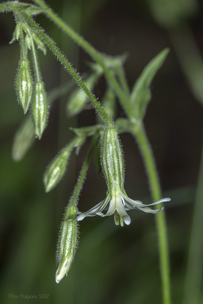 Изображение особи Silene nutans.