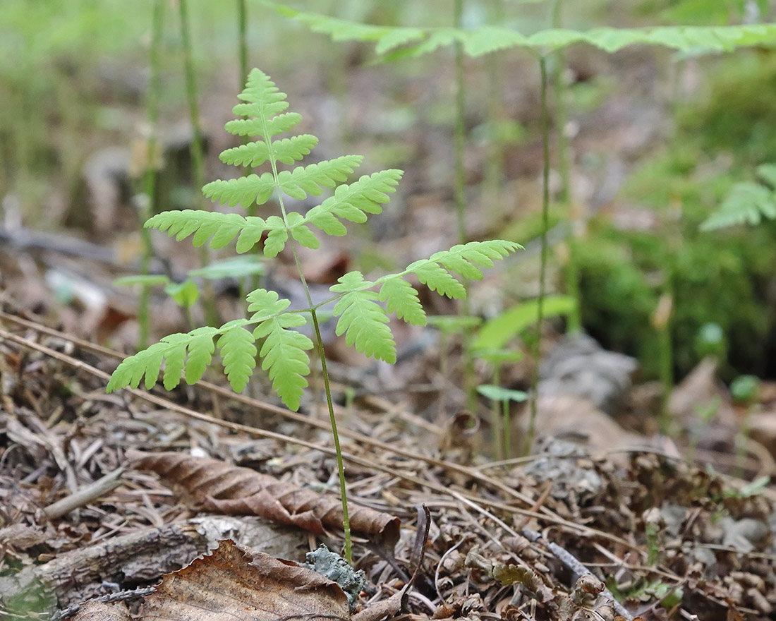 Image of Gymnocarpium dryopteris specimen.