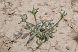 Epilasia hemilasia. Бутонизирующее растение. Таджикистан, Согдийская обл., горы Окбель, лёссовый склон. 7 мая 2023 г.