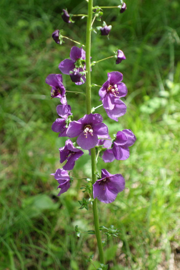 Image of Verbascum phoeniceum specimen.