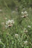 Trifolium repens