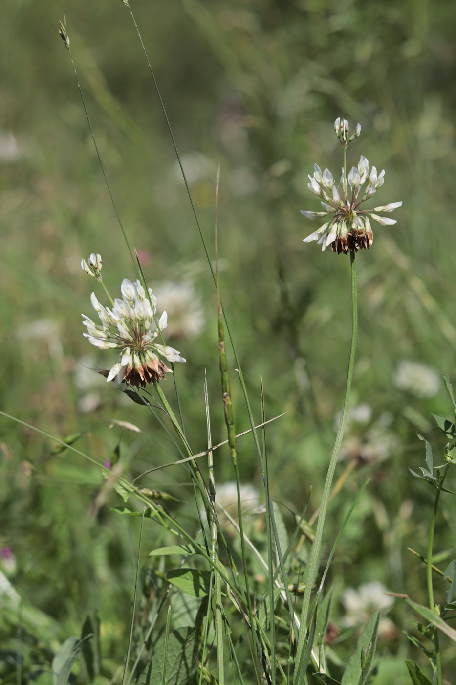 Image of Trifolium repens specimen.