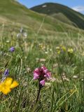 Pedicularis nordmanniana