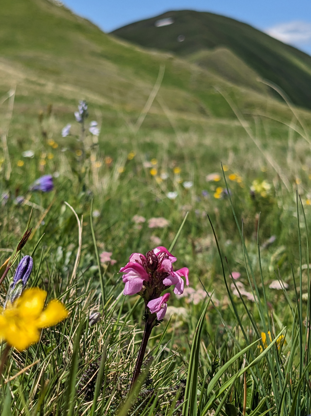 Image of Pedicularis nordmanniana specimen.