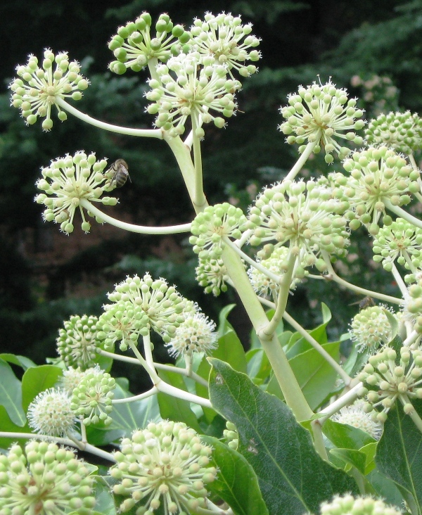 Image of Fatsia japonica specimen.