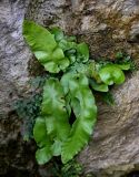 Phyllitis scolopendrium. Вегетирующее растение в сообществе с Asplenium ruta-muraria. Грузия, Имеретия, Гелатский монастырь, на камне. 14.06.2023.