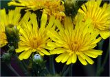 Hieracium umbellatum