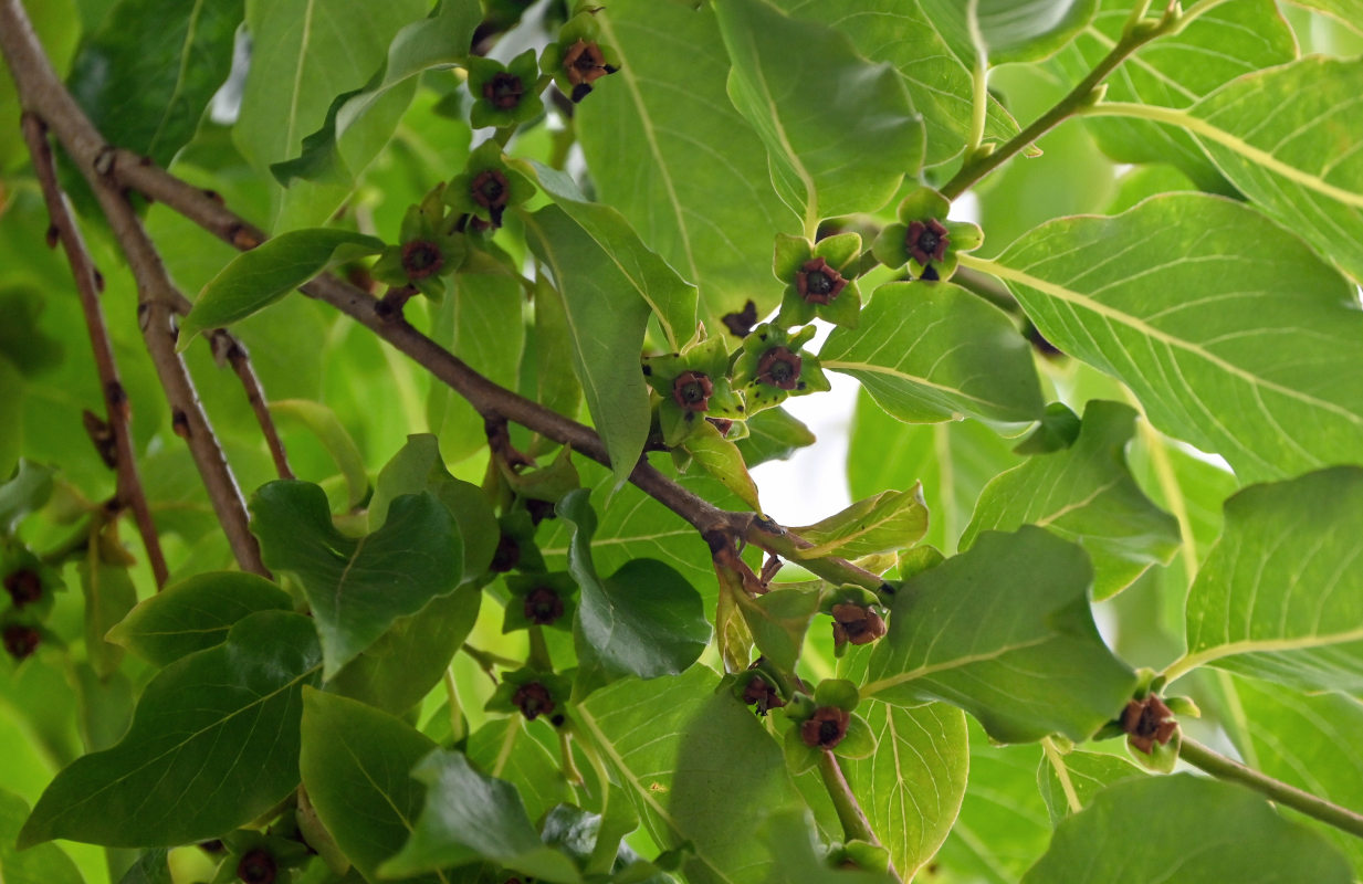 Image of Diospyros lotus specimen.