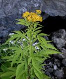 Senecio cannabifolius