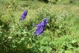 genus Delphinium. Цветущее растение. Чечня, Шаройский р-н, окр. ур. Старый дом Мухтара, луг. 9 августа 2023 г.