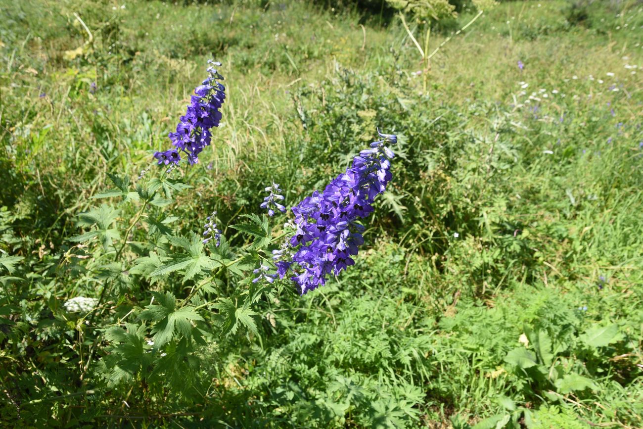 Image of genus Delphinium specimen.