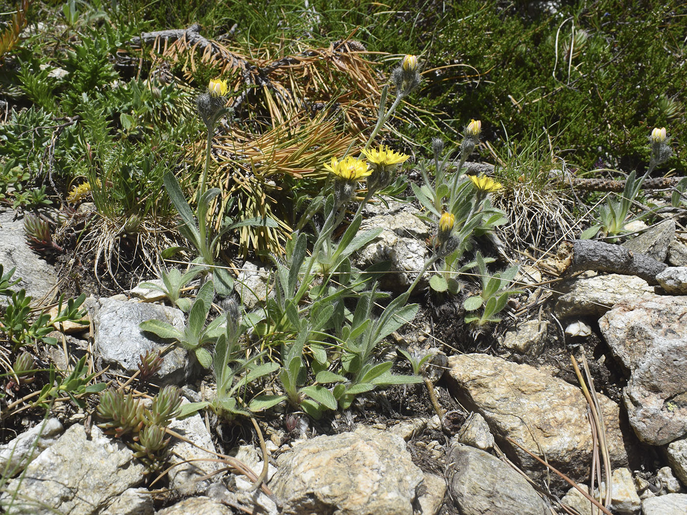 Image of genus Pilosella specimen.