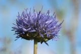 Jasione montana