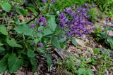 Salvia verticillata