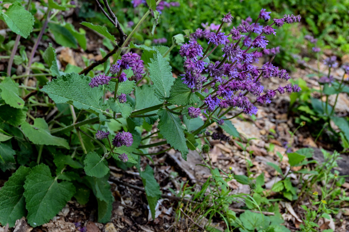 Изображение особи Salvia verticillata.