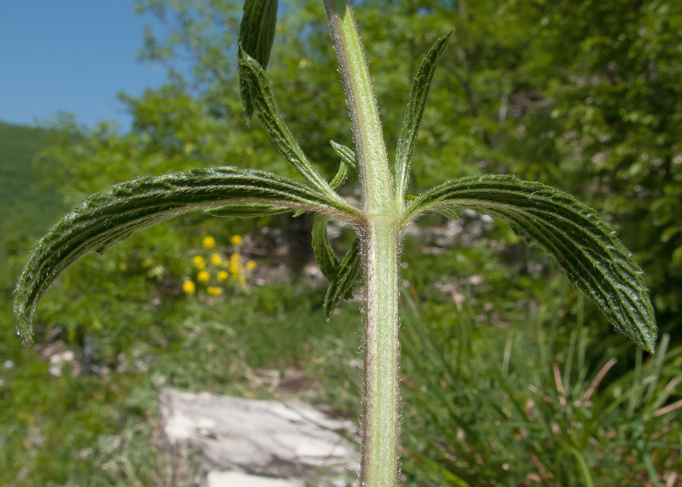 Изображение особи род Stachys.