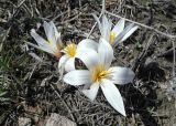 Colchicum kesselringii