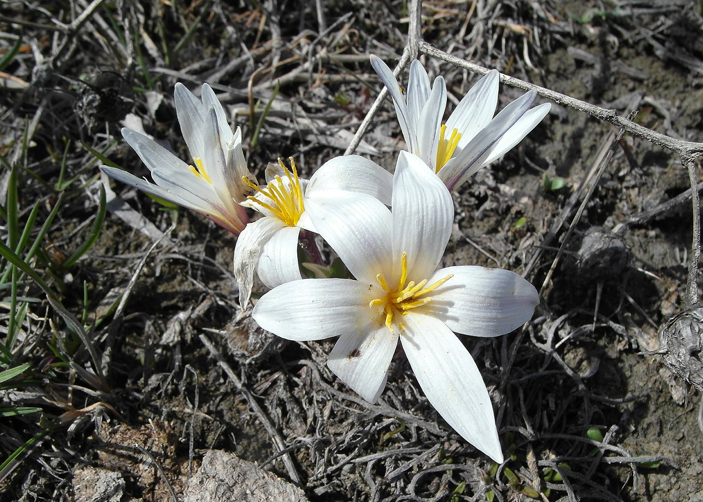 Изображение особи Colchicum kesselringii.