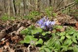 Hepatica nobilis. Цветущее растение. Санкт-Петербург, Дудергофские высоты, широколиственный лес. 14.04.2024.