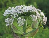 Heracleum sosnowskyi. Соцветие. Коми, окраина г. Сыктывкар, обочина грунтовой дороги. 28.06.2010.