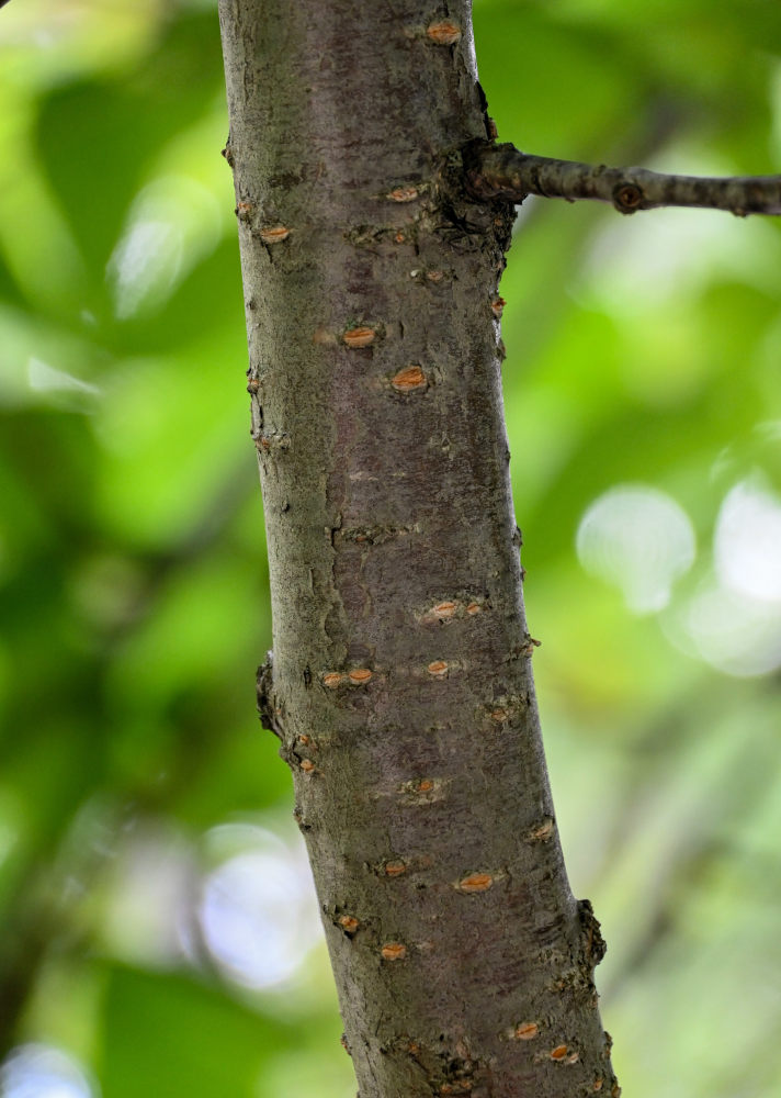 Изображение особи Cerasus sachalinensis.