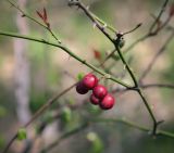 Smilax excelsa