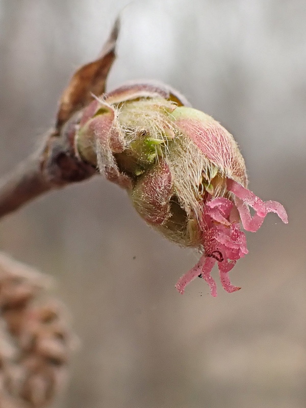 Изображение особи Corylus mandshurica.