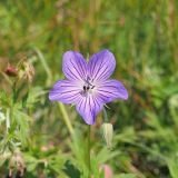 Geranium collinum. Цветок и бутон. Ульяновская обл., Мелекесский р-н, окр. с. Приморское, пойма Черемшанского залива Куйбышевского водохранилища, луг с участками засоления. 25.06.2023.