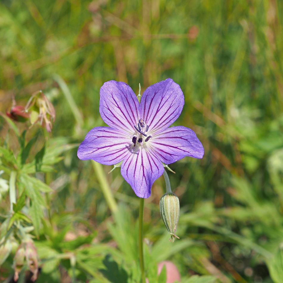 Image of Geranium collinum specimen.