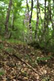 Limodorum abortivum