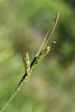 Carex nigra