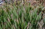 Hordeum murinum