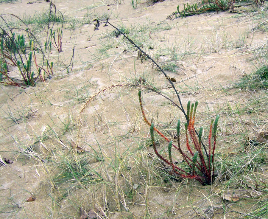 Image of Euphorbia paralias specimen.