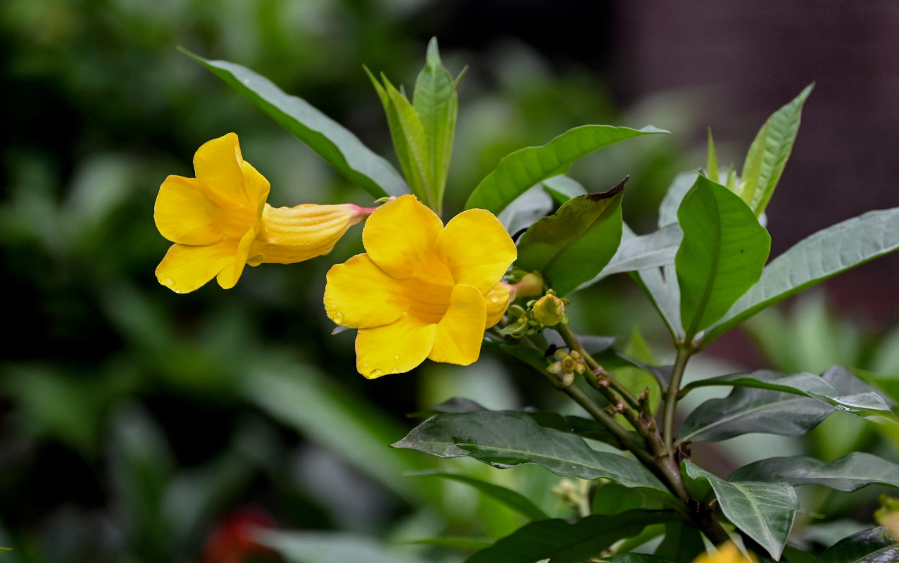 Image of Allamanda schottii specimen.