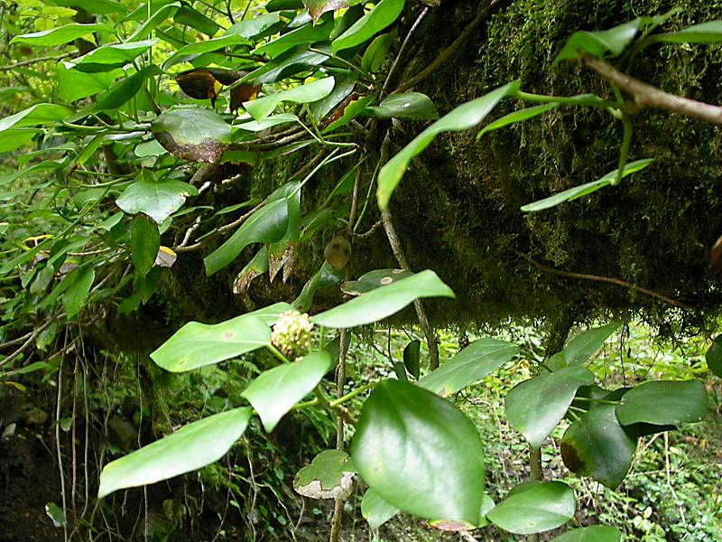 Изображение особи Hedera colchica.