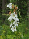 Campanula trachelium