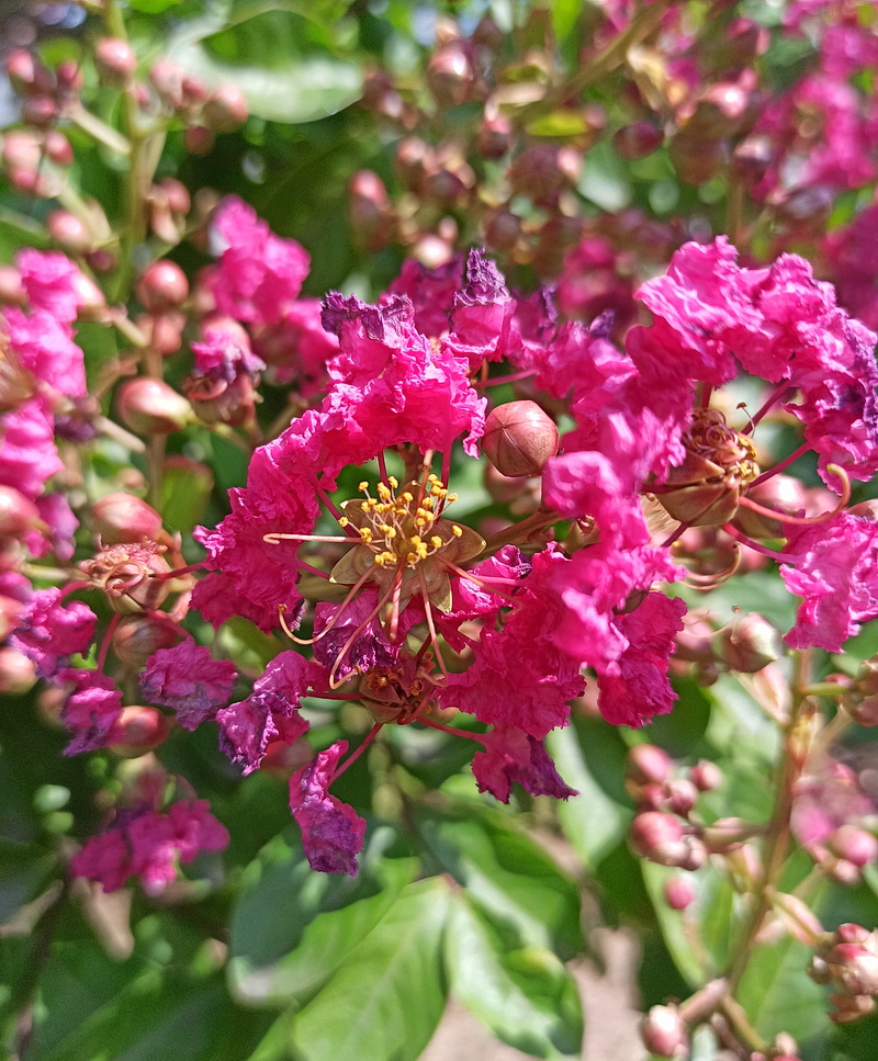 Image of Lagerstroemia indica specimen.