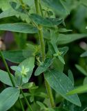 Hypericum hirsutum