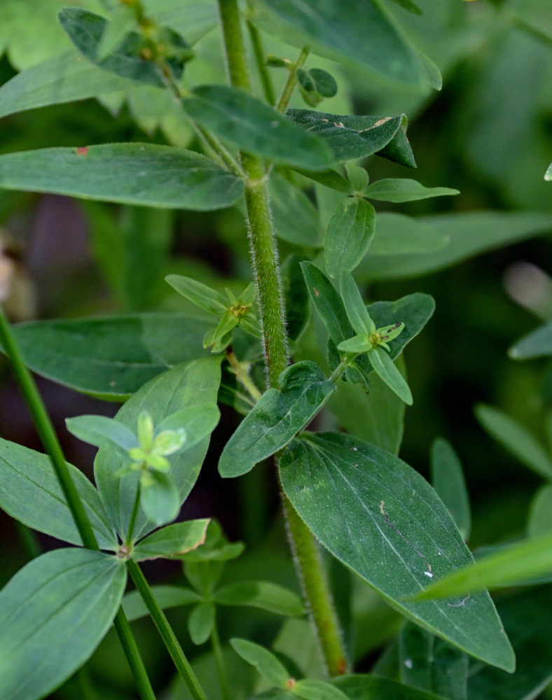 Изображение особи Hypericum hirsutum.