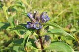 Gentiana cruciata. Верхушка цветущего растения. Ульяновская обл., Мелекесский р-н, окр. пос. Русский Мелекесс, зарастающий сосной суходольный луг. 25.07.2023.