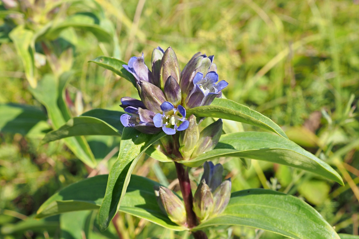 Image of Gentiana cruciata specimen.