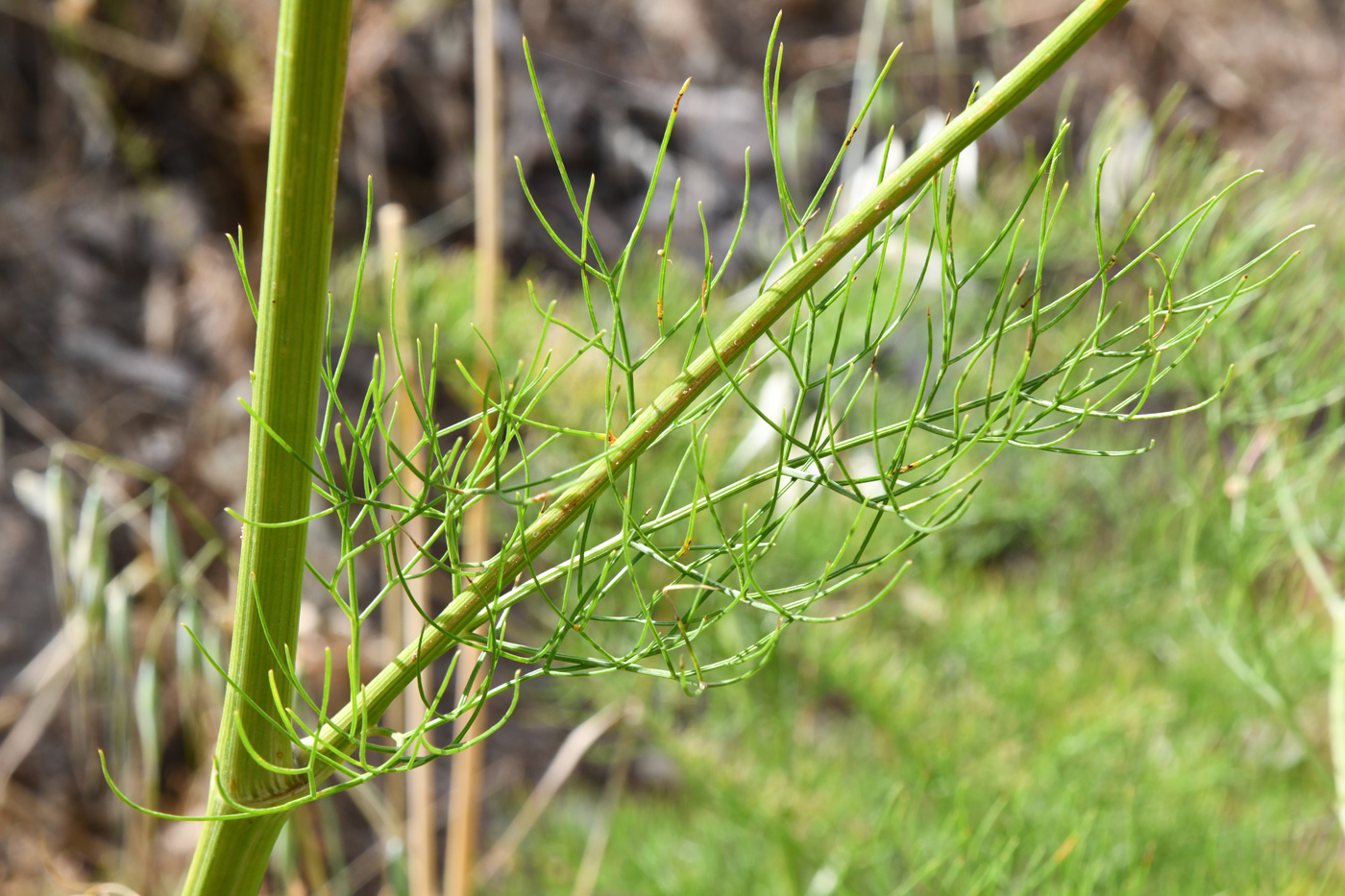 Image of Prangos pabularia specimen.
