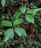 Chloranthus henryi