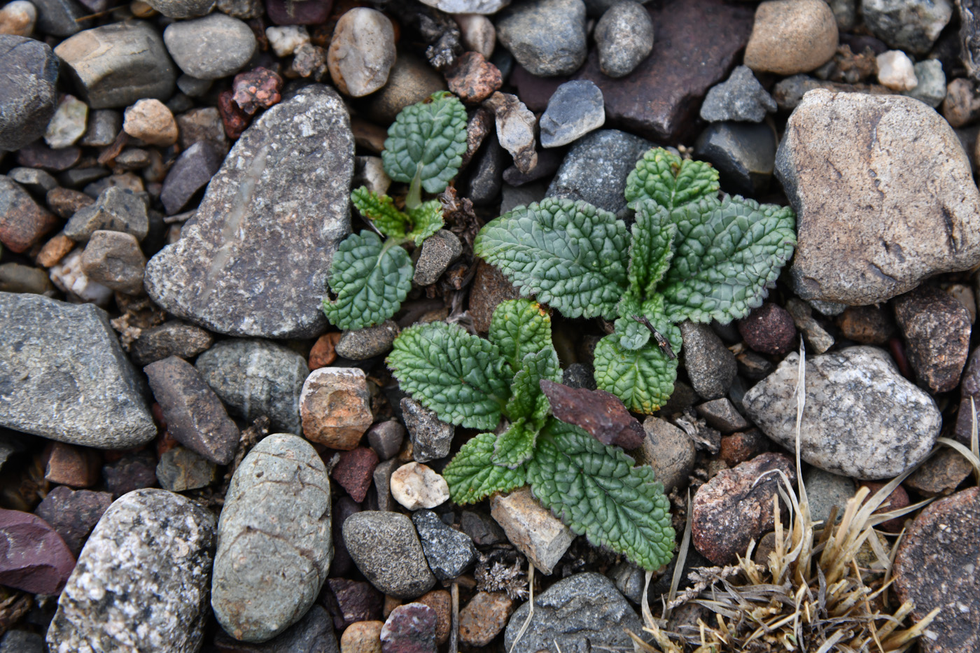 Image of Phlomoides zenaidae specimen.