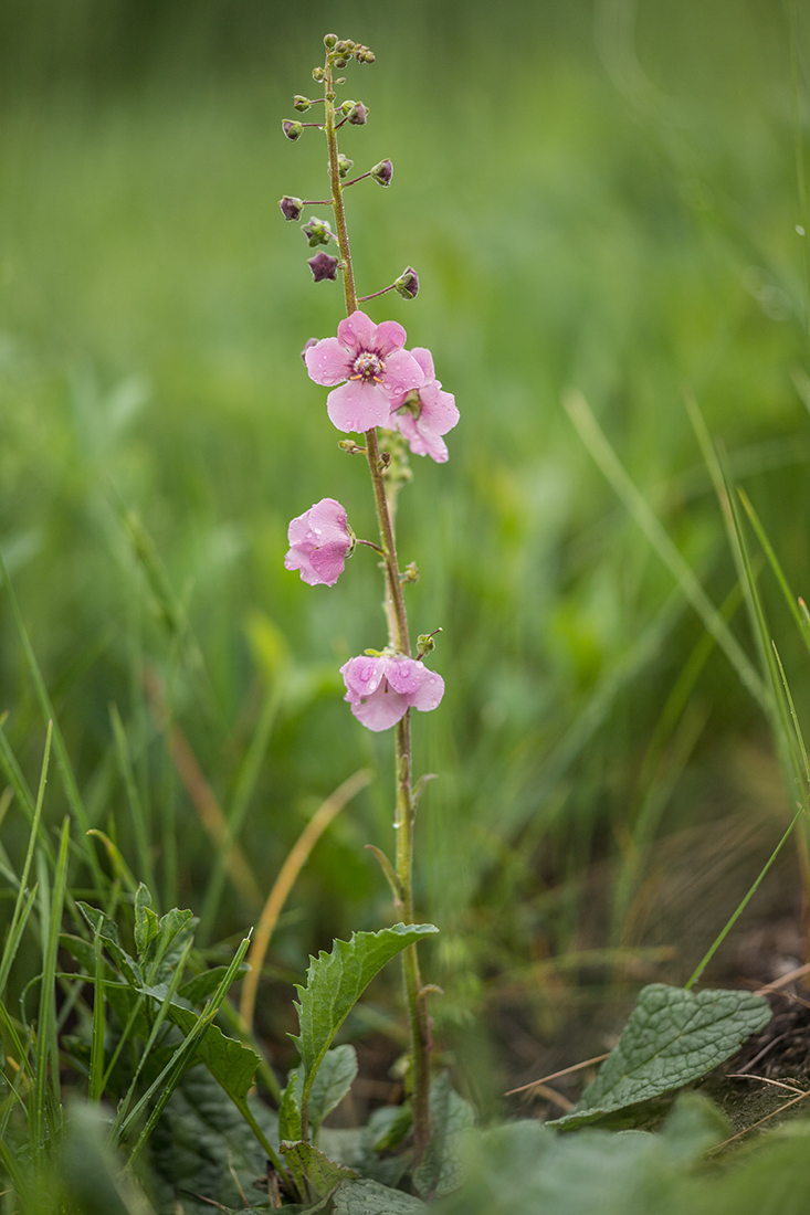Изображение особи Verbascum phoeniceum.