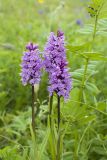 Dactylorhiza fuchsii