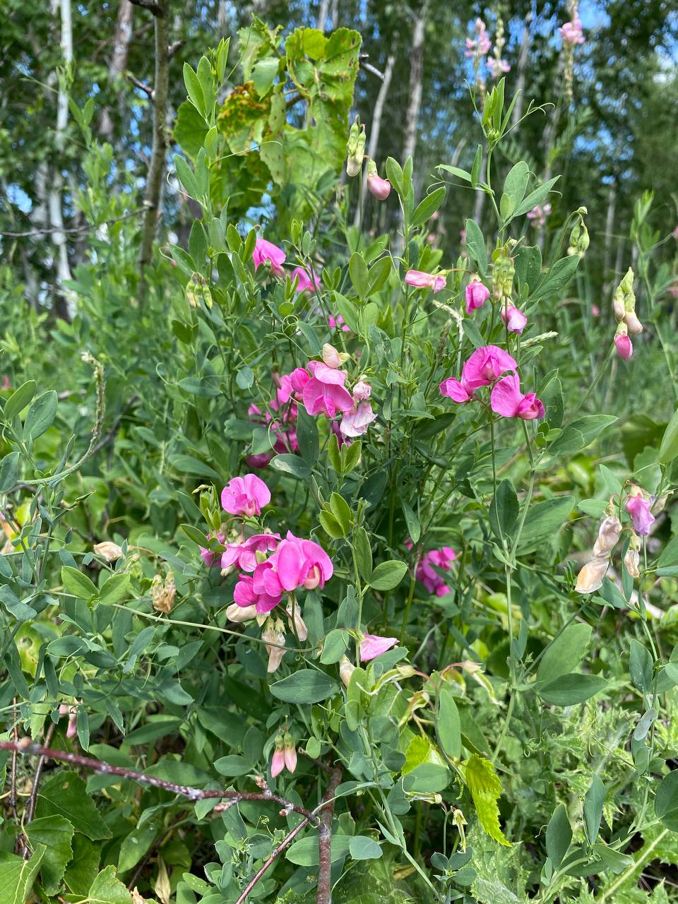 Image of Lathyrus tuberosus specimen.