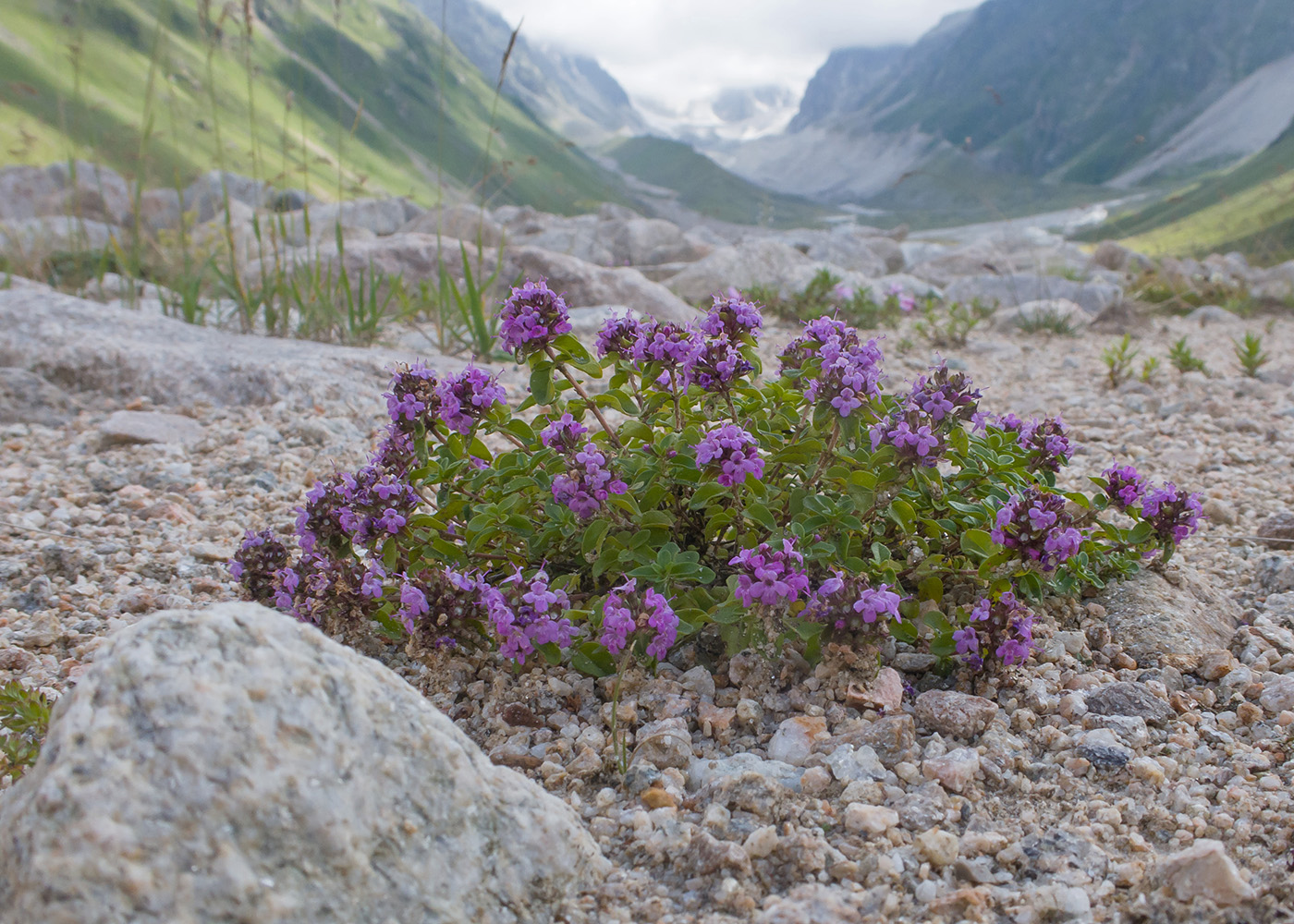 Image of Thymus nummularius specimen.