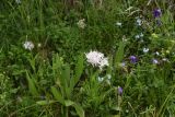 Centaurea cheiranthifolia