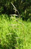 Bromopsis inermis